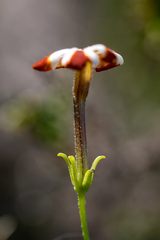 Jamesbrittenia albomarginata