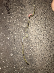 Lampropeltis splendida