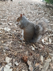 Sciurus carolinensis