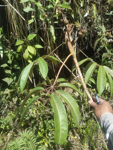 Schefflera herzogii