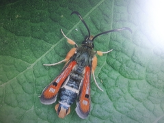 Pyropteron chrysidiforme