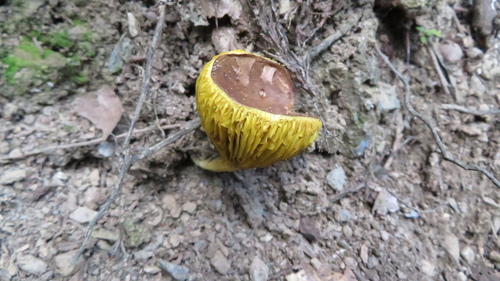 Phylloporus bellus