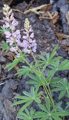Lupinus grayi