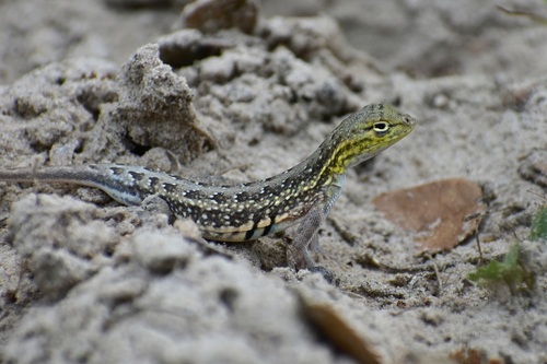 Keeled Earless Lizard