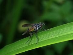 Hemyda obscuripennis