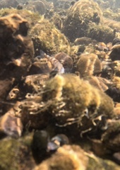 Bluemask Darter photo 5