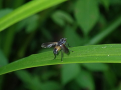 Hemyda obscuripennis