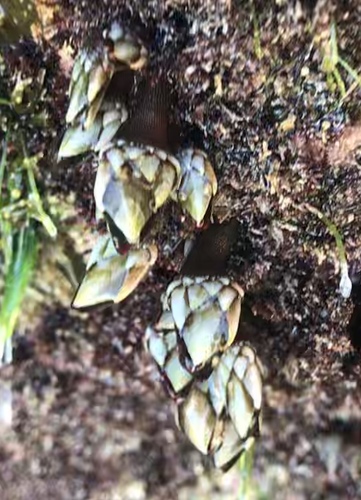 Pacific goose barnacle
