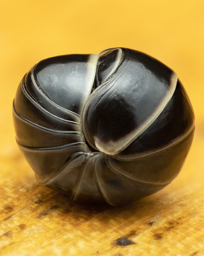 Pill millipede