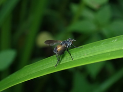 Hemyda obscuripennis
