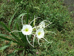 Hymenocallis liriosme
