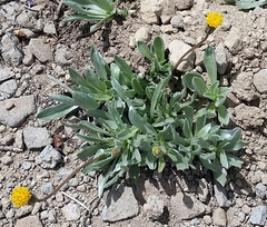 Raillardella argentea