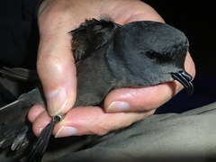 Ashy Storm Petrel photo 3