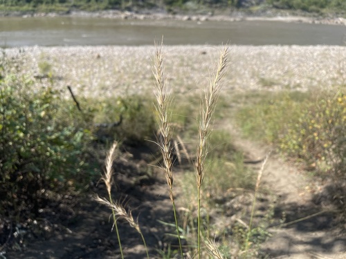 Canada wild rye