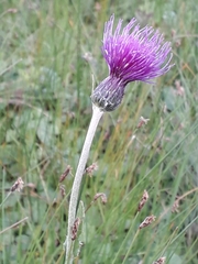 Cirsium dissectum