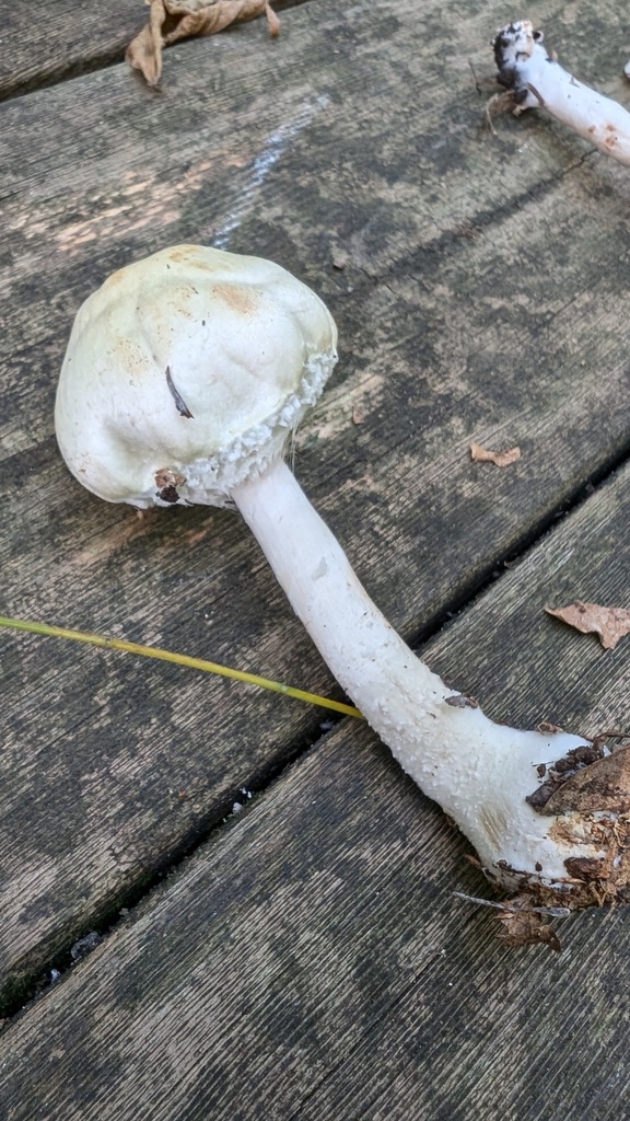 Agaricus abruptibulbus