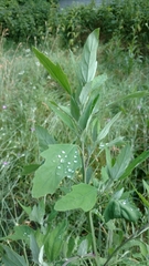 Chenopodium ficifolium