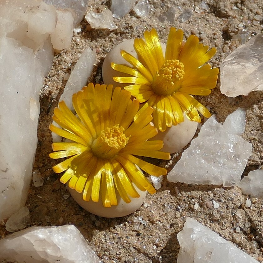 Lithops lineata Nel 2