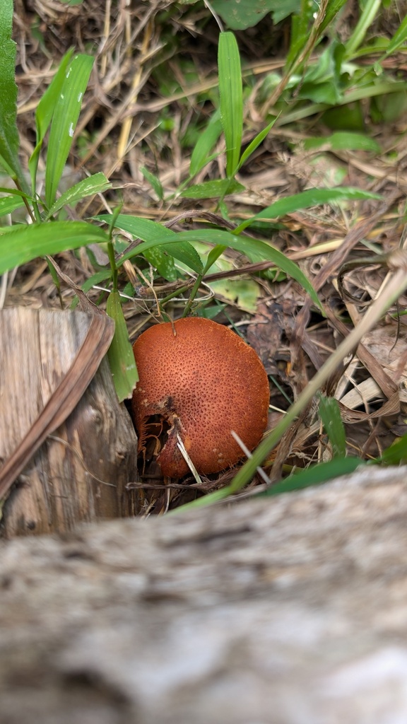 Gymnopilus aeruginosus