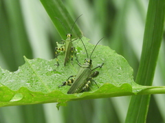 Chromacris psittacus
