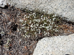 Sabulina nuttallii