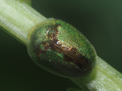 Cassida saucia