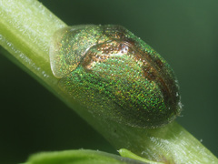 Cassida saucia