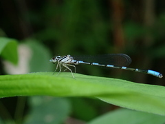 Coenagrion johanssoni