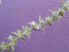 Hyptis rhytidea
