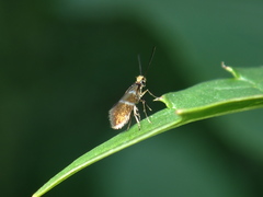 Micropterix aruncella