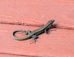 Podarcis muralis maculiventris