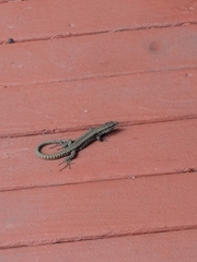 Podarcis muralis maculiventris