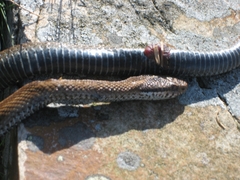 Vipera seoanei