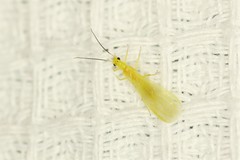 Chloroperlinae