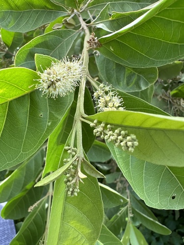 Combretum quadrangulare observed 2024-08-21