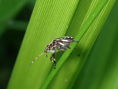 Pinthaeus sanguinipes