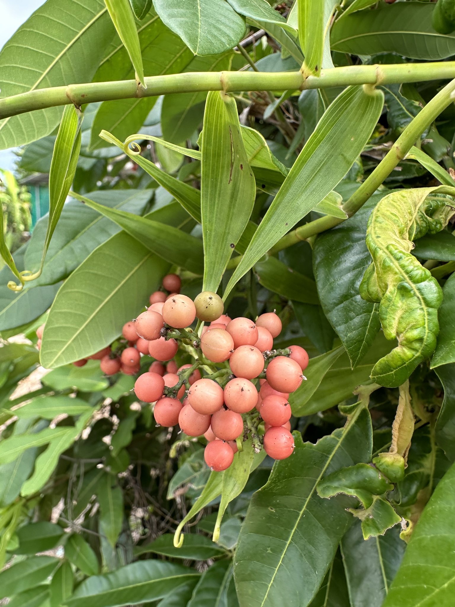 Flagellaria indica — ảnh 2