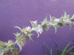 Hyptis rhytidea