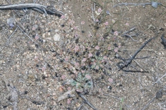 Eriogonum thurberi