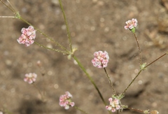 Eriogonum thurberi