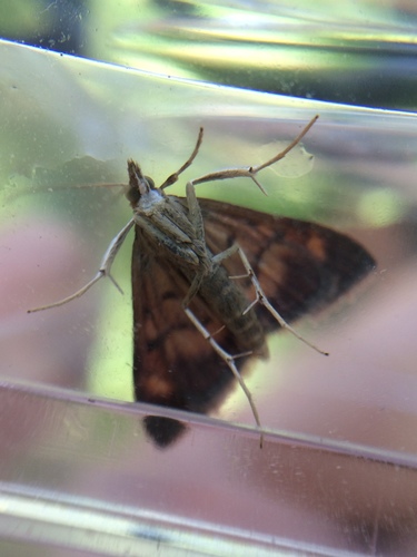 California Pyrausta Moth photo 5