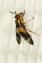 Chrysops impunctus