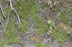 Galium andrewsii