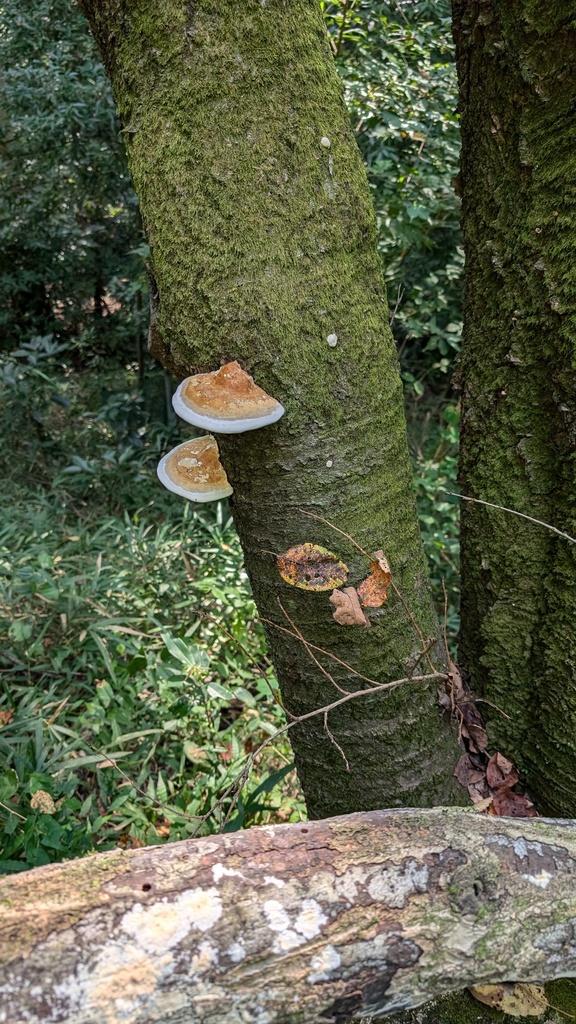 Fomitopsis pinicola · September 2024 · photo: © atsushi_nakajima_cirque (iNaturalist, cc-by)