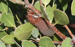 Okanagana opacipennis