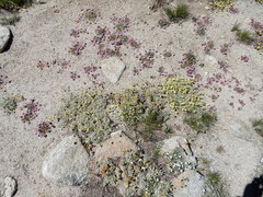 Calyptridium monospermum