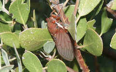 Okanagana opacipennis