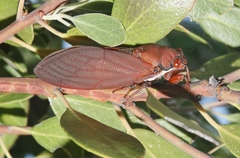 Okanagana opacipennis