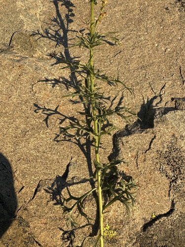 Image of Lemon Sagewort (Artemisia michauxiana) by no rights reserved