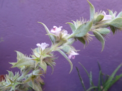 Hyptis rhytidea